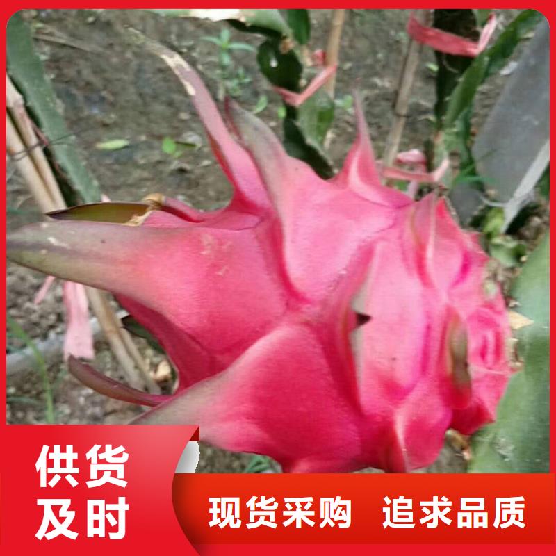 火龍果設(shè)備生產(chǎn)廠家品質(zhì)過(guò)硬
