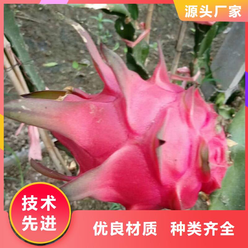 火龍果-實體廠家一站式采購商家