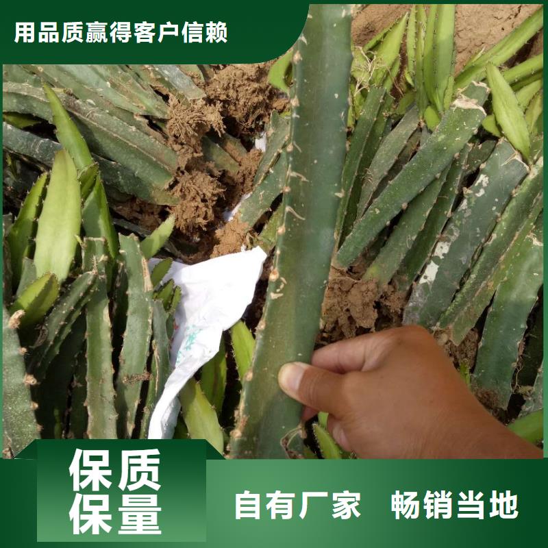 采購(gòu)火龍果必看-高性價(jià)比現(xiàn)貨充足量大優(yōu)惠
