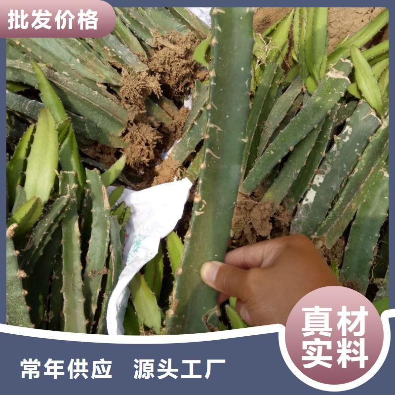 定制火龍果的供貨商同城廠家