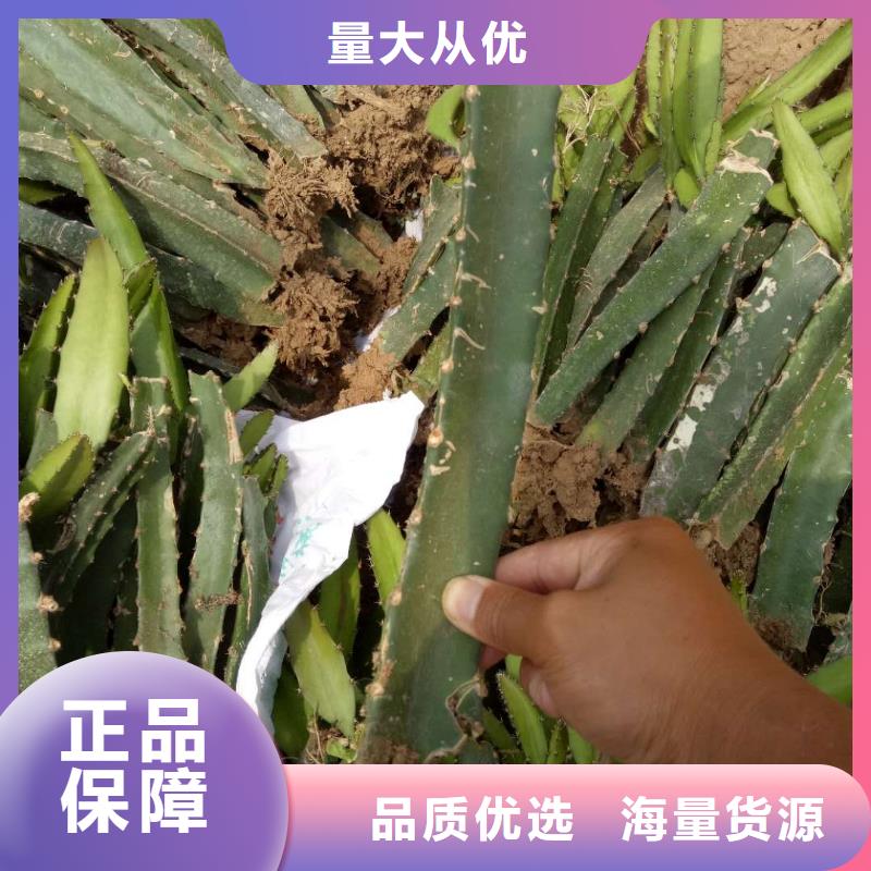 火龍果公司