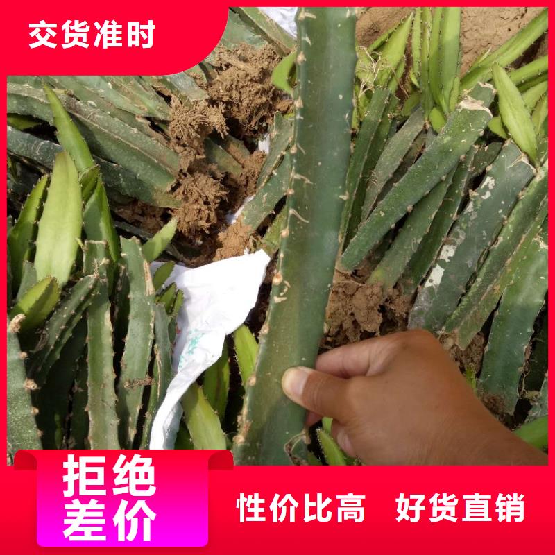 【圖】火龍果價格