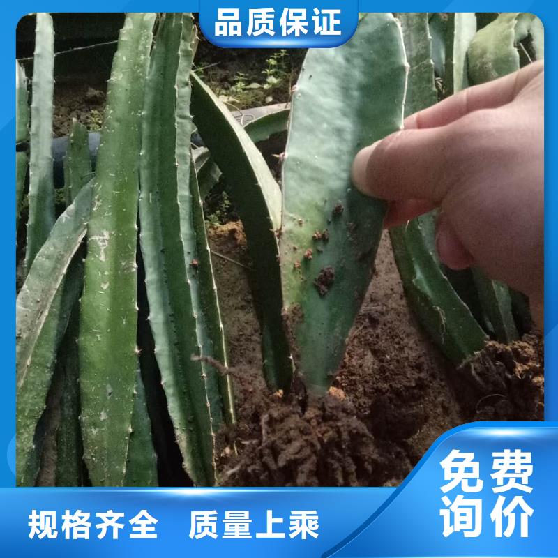 火龍果解決方案實力雄厚品質(zhì)保障