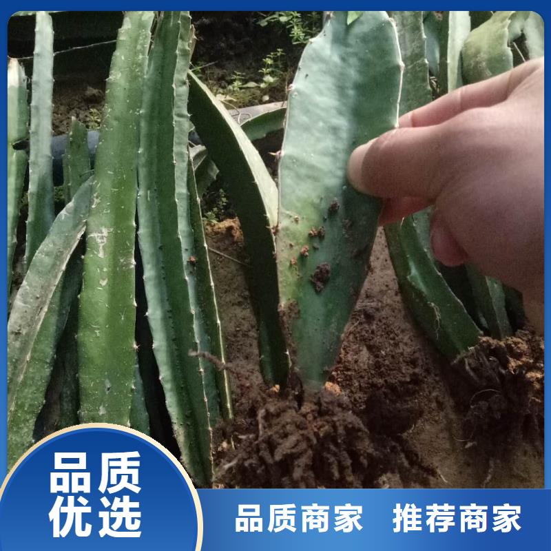 火龍果實(shí)體廠(chǎng)家
