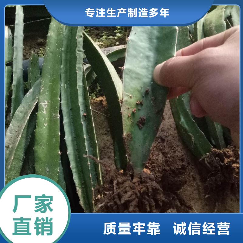 火龍果專業(yè)可靠好產(chǎn)品好服務(wù)