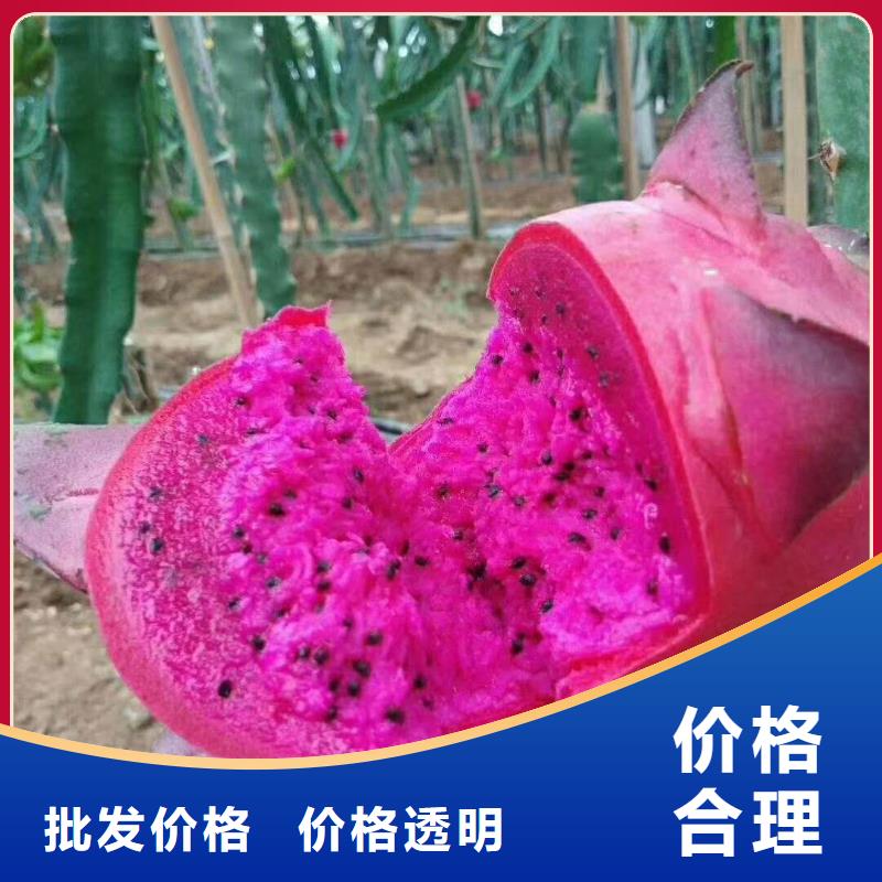 火龍果品質(zhì)為本當(dāng)?shù)厣a(chǎn)商
