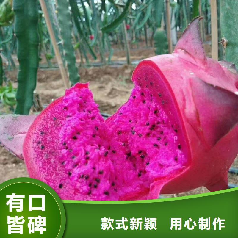 火龍果公司