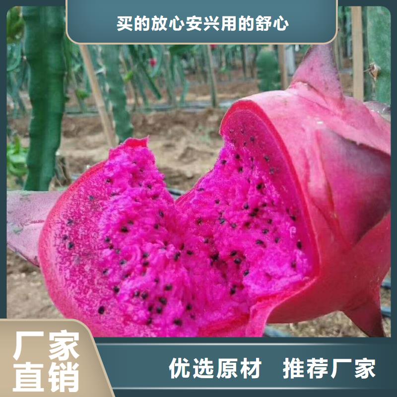 火龍果-火龍果現(xiàn)貨