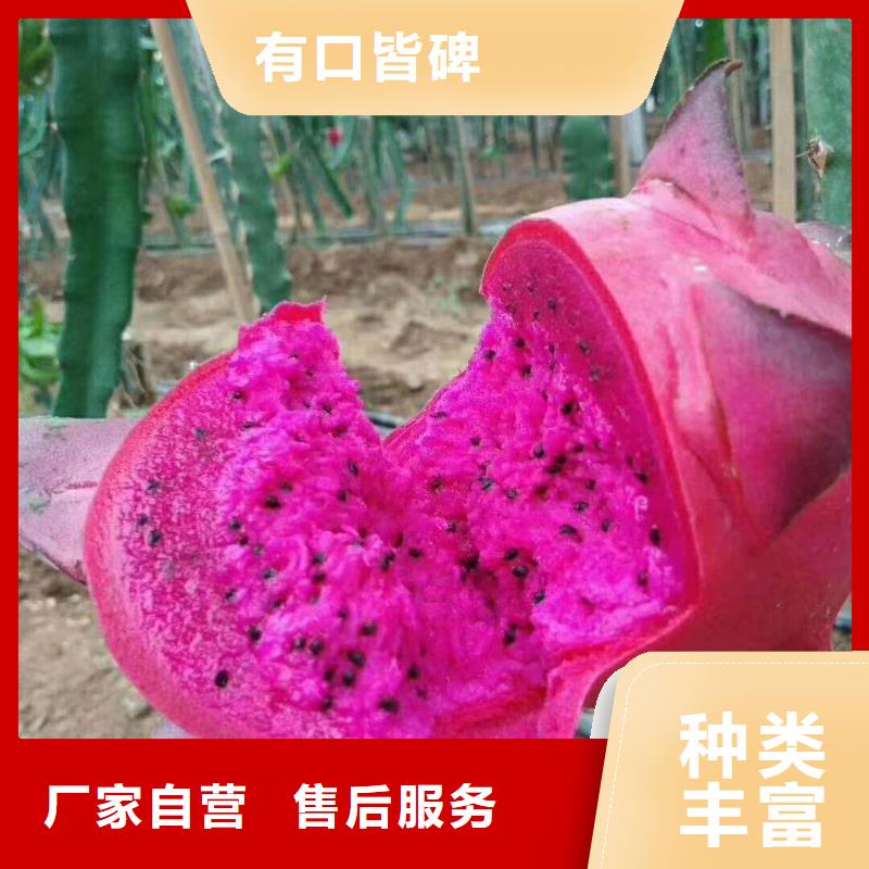 火龍果發(fā)貨快品質(zhì)高