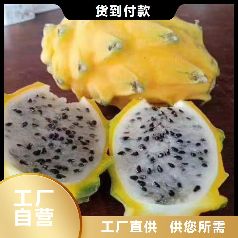 火龍果高品質(zhì)