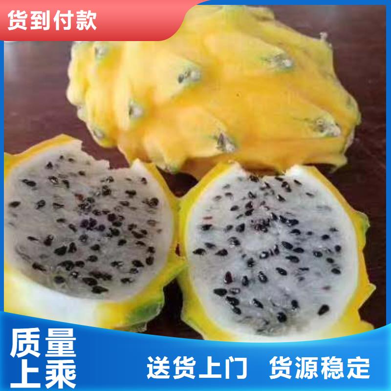 火龍果、火龍果生產(chǎn)廠家-價格實惠同城貨源