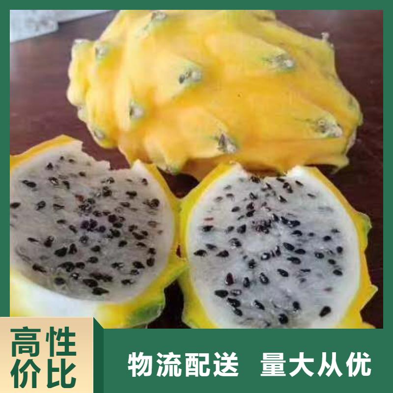 火龍果生產(chǎn)廠家 支持定制