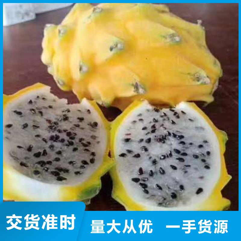 【圖】火龍果價格