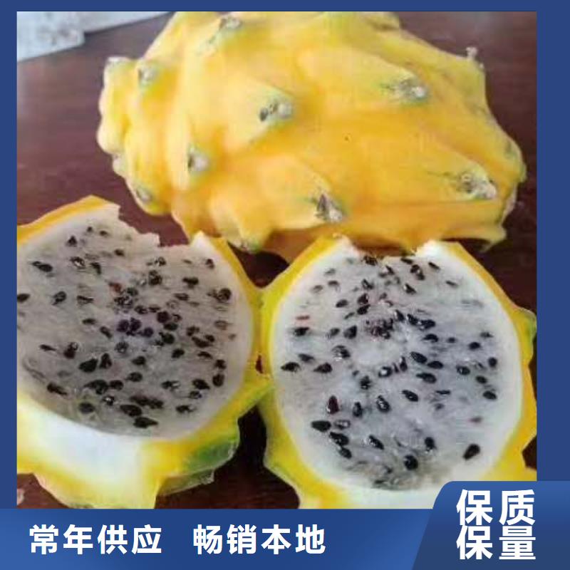 火龍果口碑