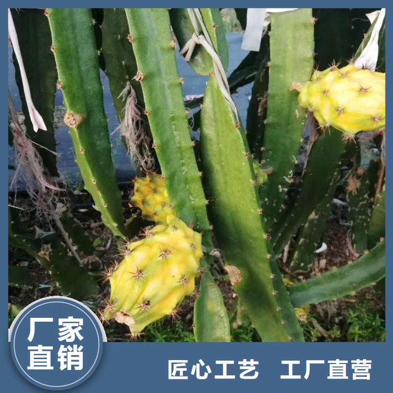 火龍果企業(yè)-價格優(yōu)惠