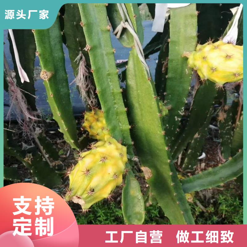 火龍果-火龍果保質(zhì)