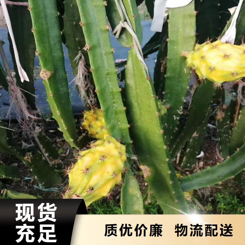 火龍果廠家優(yōu)勢(shì)當(dāng)?shù)刎浽?></span>
<div   id=