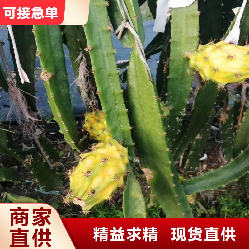#火龍果#到廠參觀