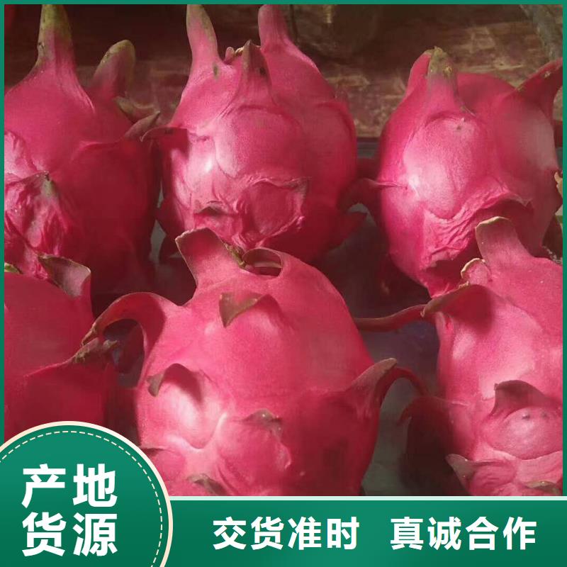 火龍果實(shí)體廠(chǎng)家