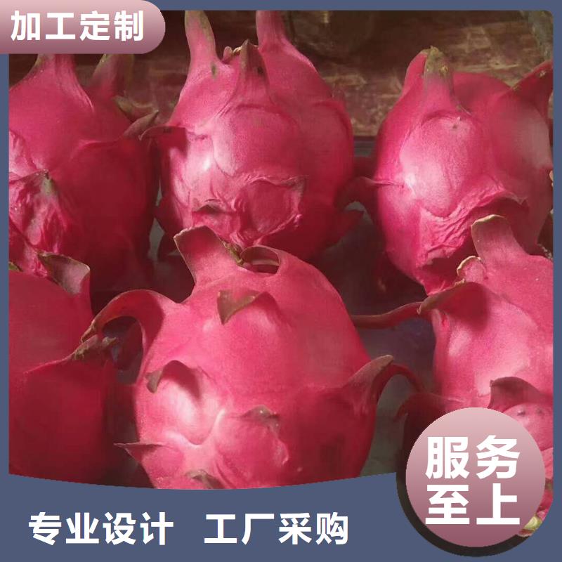 2025發(fā)貨快速#火龍果#實體廠家超產品在細節(jié)