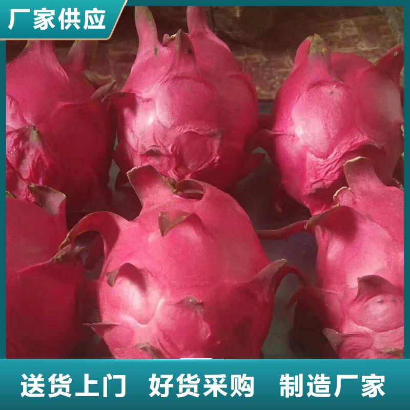 火龍果公司