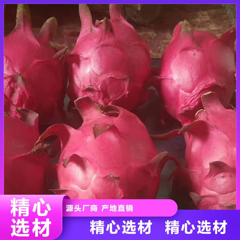 火龍果廠家-現(xiàn)貨充足