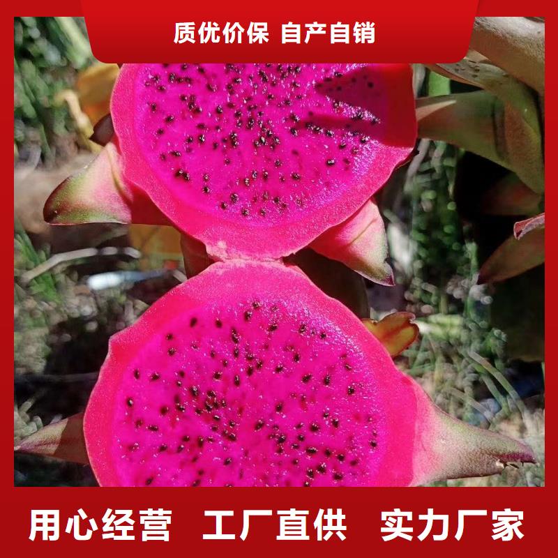 火龍果期待您的來電