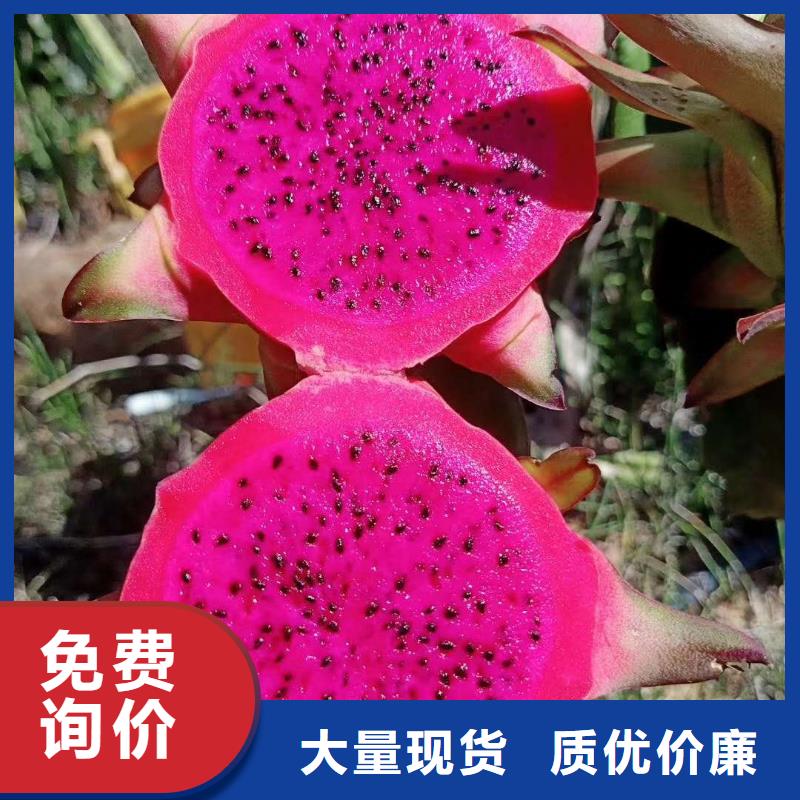 優(yōu)選：火龍果品牌廠家