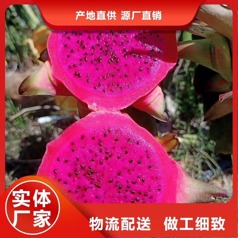 火龍果廠家_精益求精