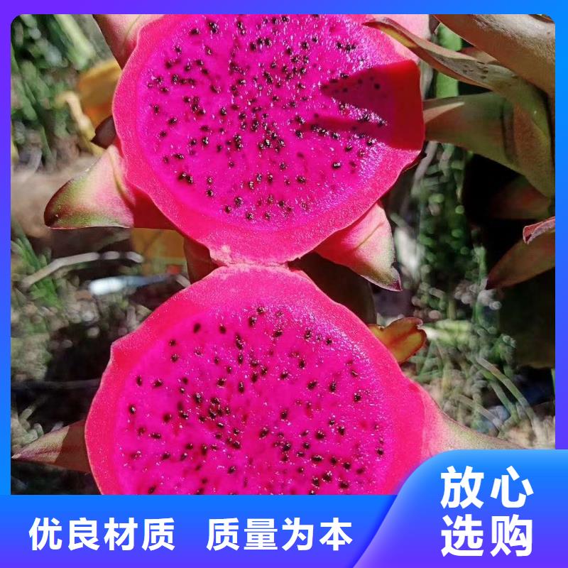 火龍果-實(shí)業(yè)廠家本地制造商