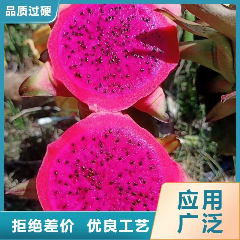 火龍果報價資訊