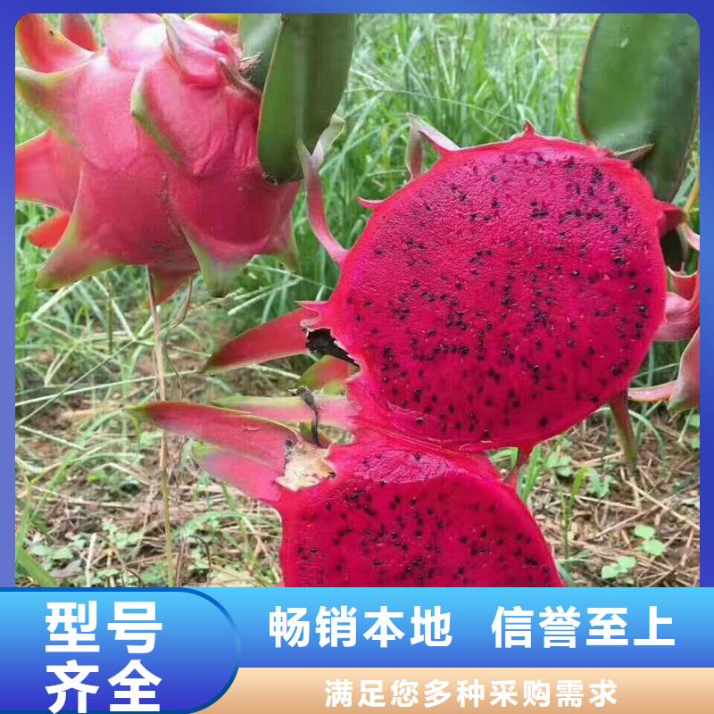 火龍果-火龍果專業(yè)生產(chǎn)