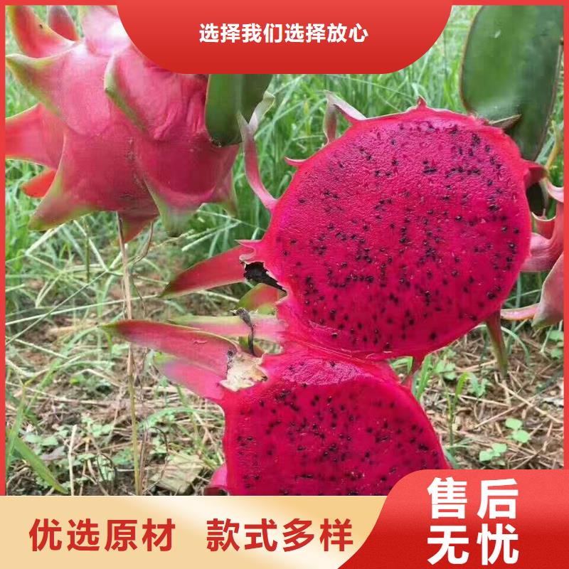 火龍果實(shí)體廠(chǎng)家