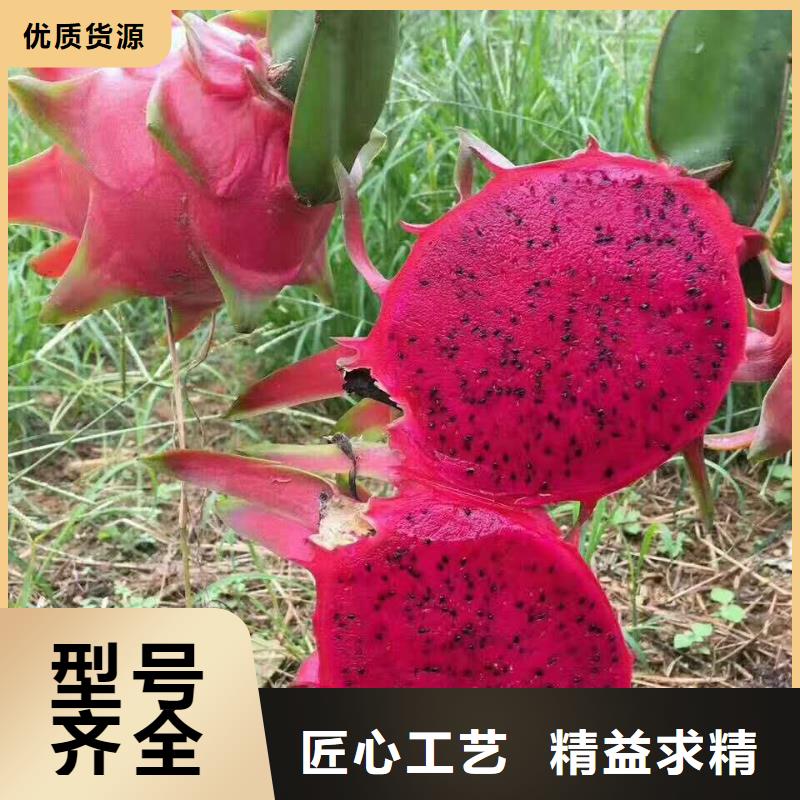 火龍果本市配送