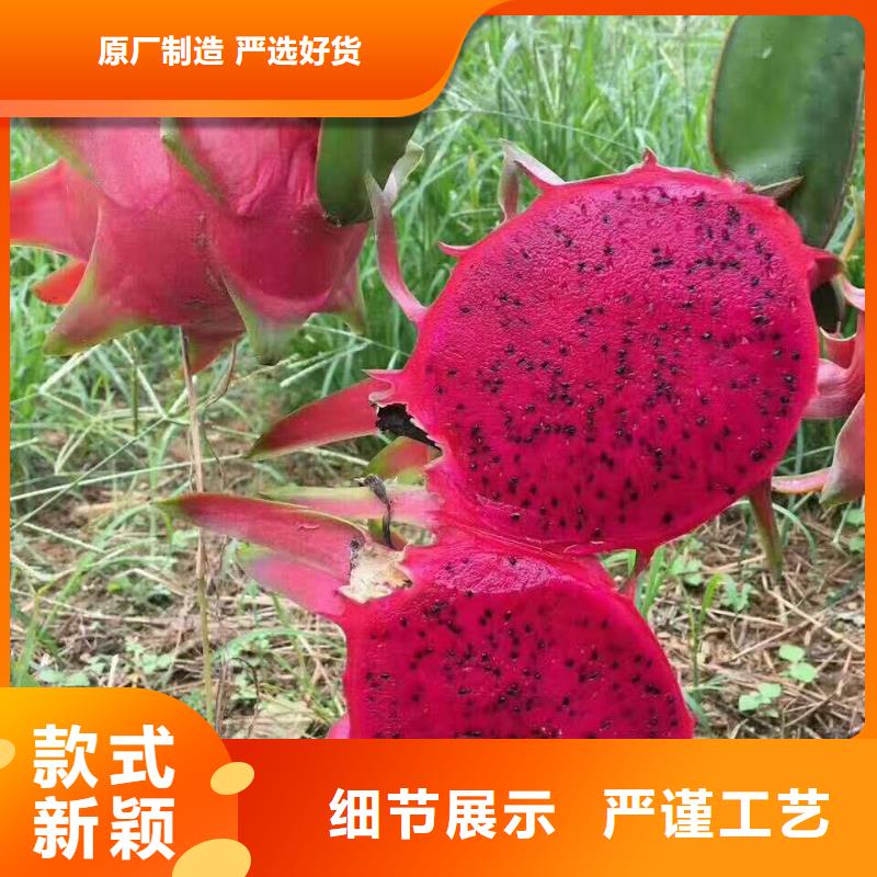 火龍果放心選質(zhì)量看得見