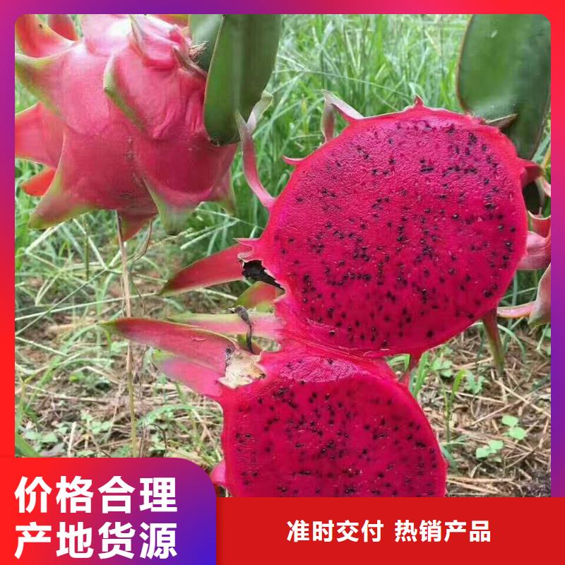 火龍果多年經(jīng)驗