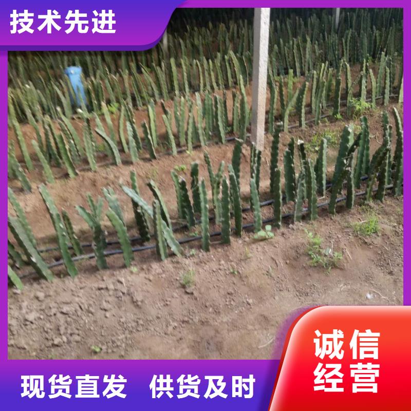 火龍果企業(yè)-價格優(yōu)惠