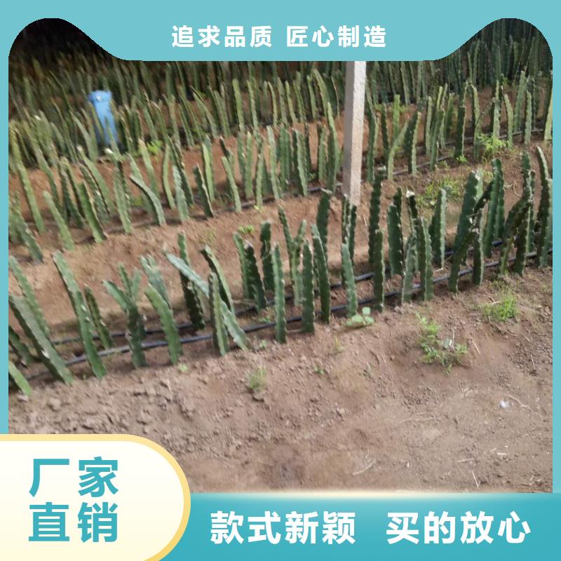 采購(gòu)火龍果必看-售后保障