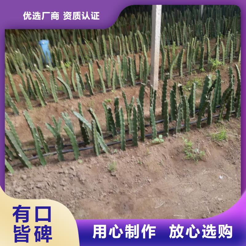 火龍果按需定制