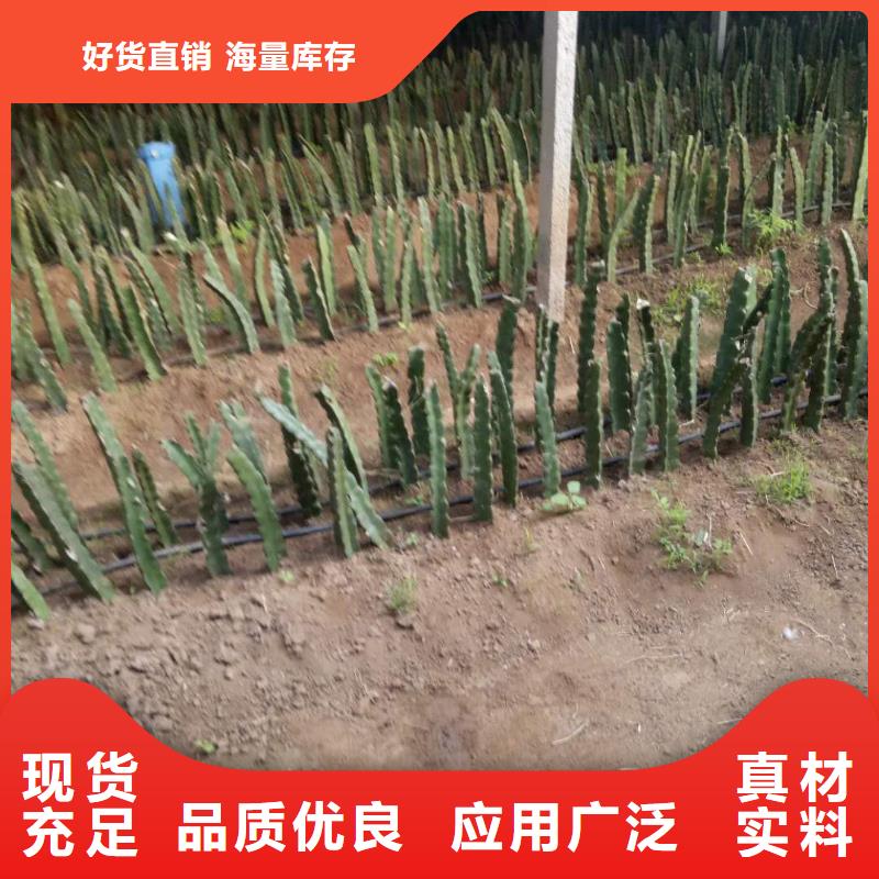 批發(fā)火龍果_品牌廠家服務(wù)周到