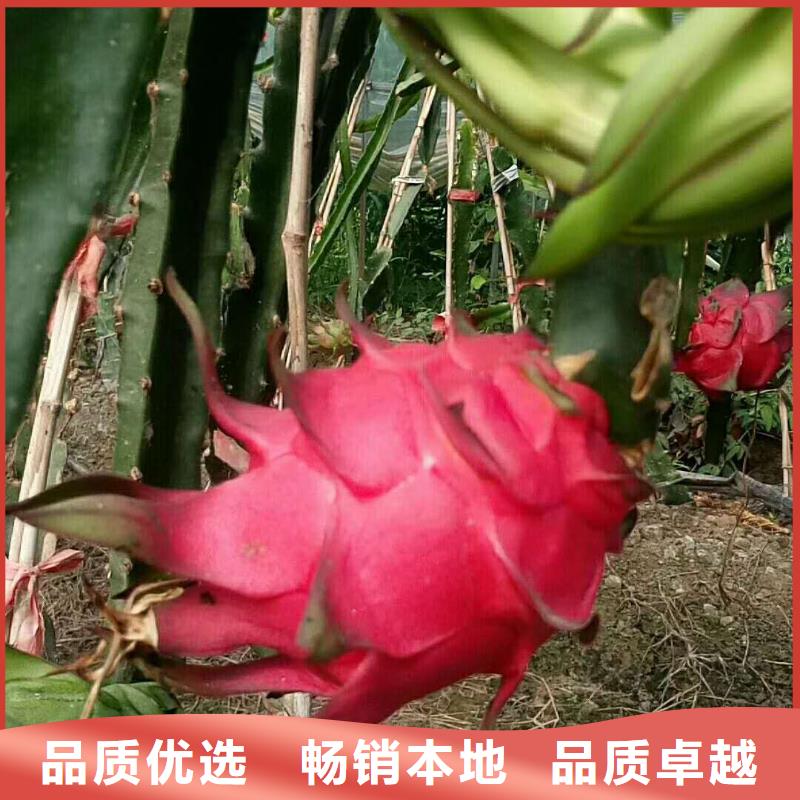 火龍果精選商家批發(fā)價(jià)格