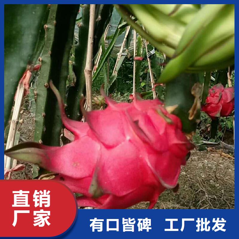 火龍果-火龍果現(xiàn)貨