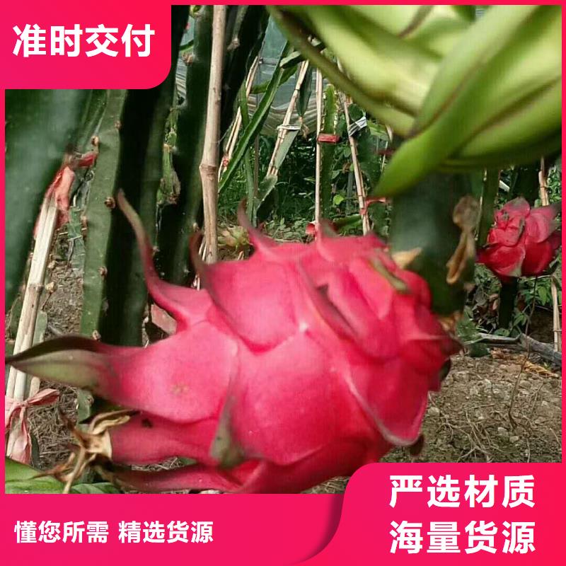 用戶認可的火龍果廠家