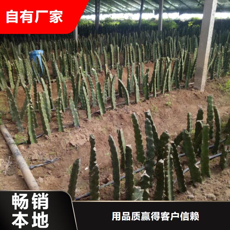 火龍果電話詢價(jià)廠家直銷直供