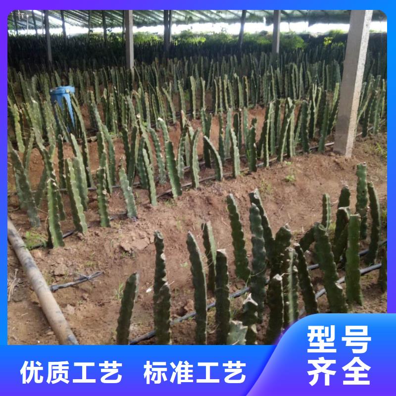 火龍果-加工廠家來圖加工定制