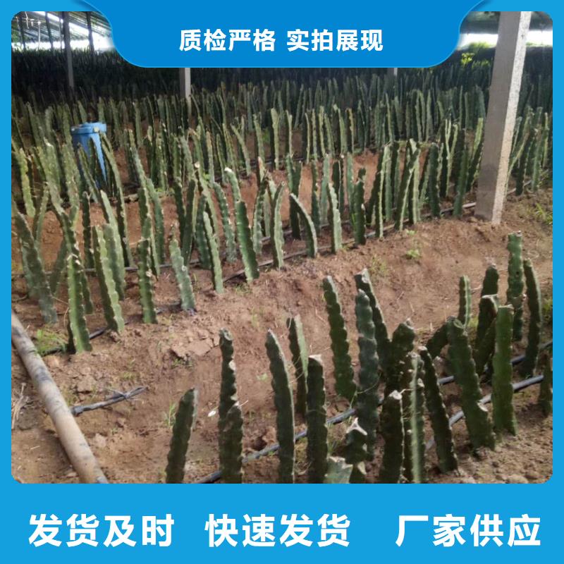 火龍果大品牌品質優(yōu)