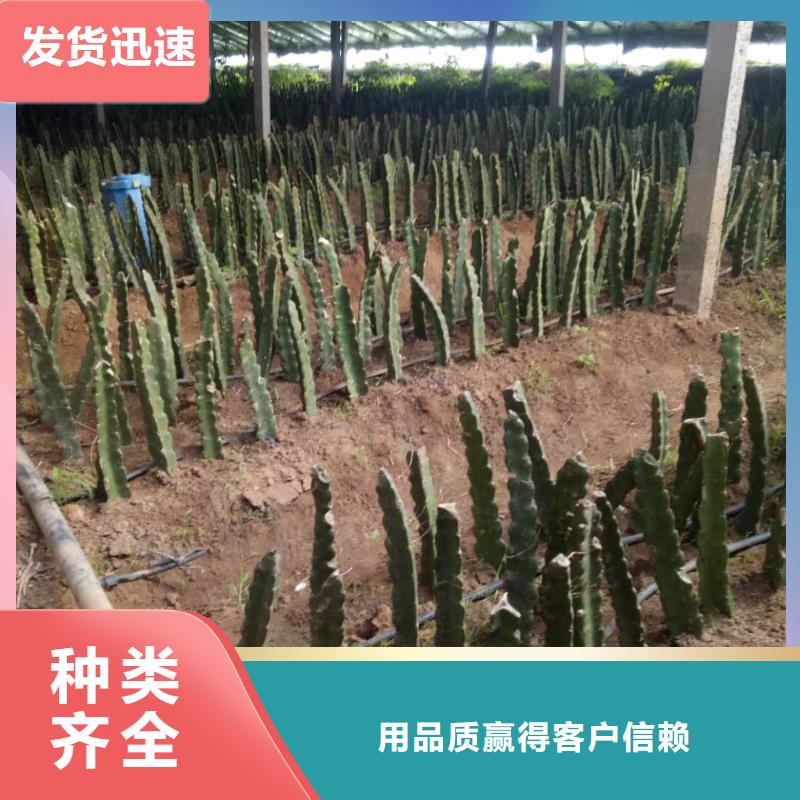 性價(jià)比高的火龍果經(jīng)銷商可放心采購