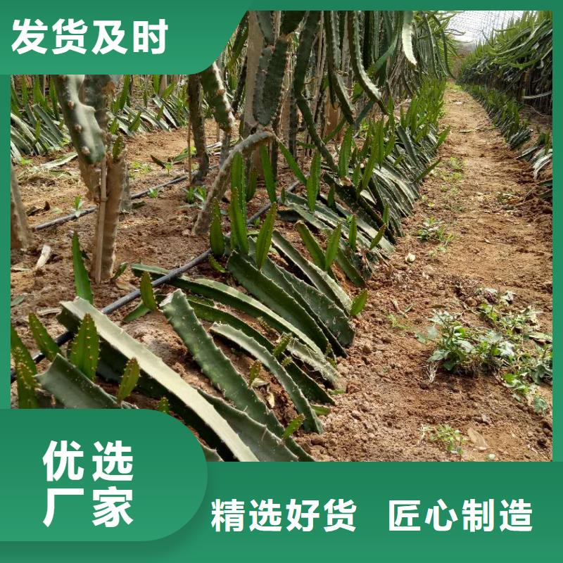 #火龍果#貨源充足