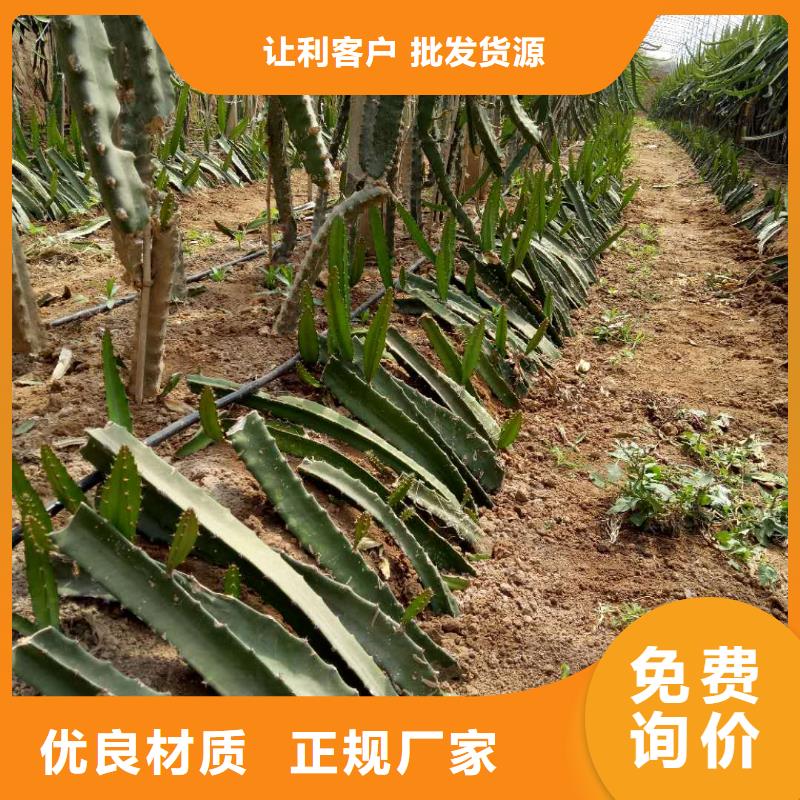 火龍果實力廠家