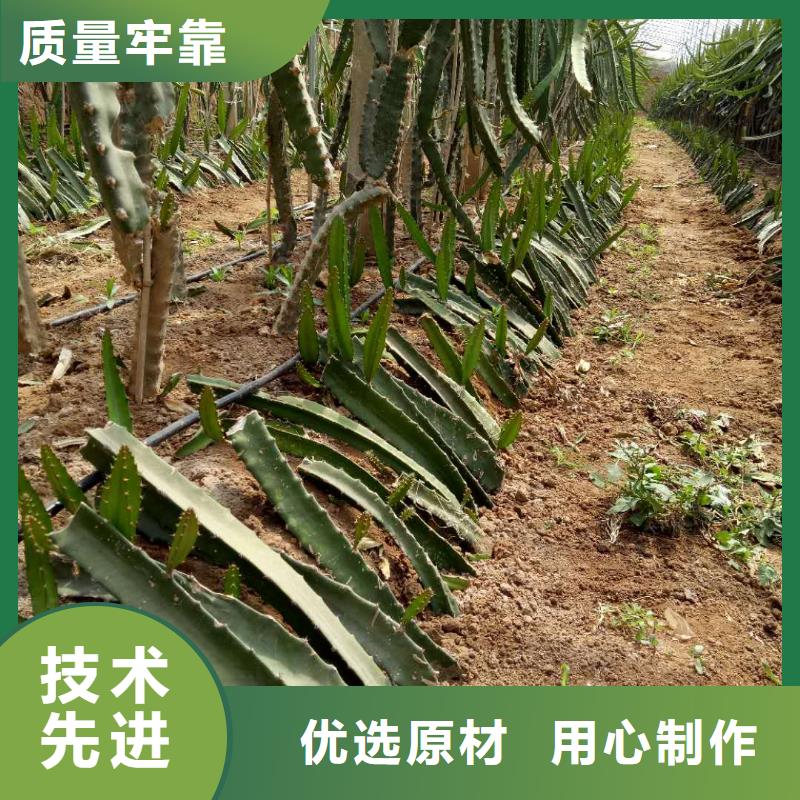 火龍果量大優(yōu)惠_現(xiàn)貨供應(yīng)